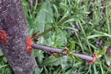 Şeftali Aşılama Aşı Nasıl Yapılır? Şeftali Aşılama Aşı Nasıl Yapılır?