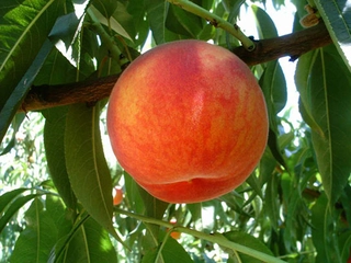 Şeftali Fidanı Ekimi ve Bakımı Şeftali Fidanı Ekimi ve Bakımı