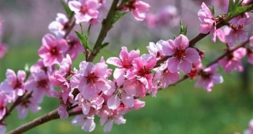 Şeftali Ağacı Çiçeği Kullanımı ve Faydaları Nelerdir?