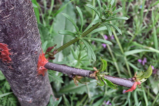 Şeftali Aşılama Aşı Nasıl Yapılır?