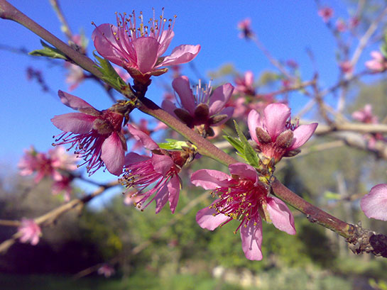 Şeftali Çiçeği Kullanımı ve Faydaları Nelerdir?