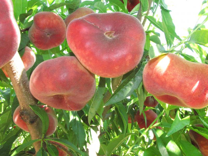 Yassı Şeftali Tarifi ve Malzemeleri